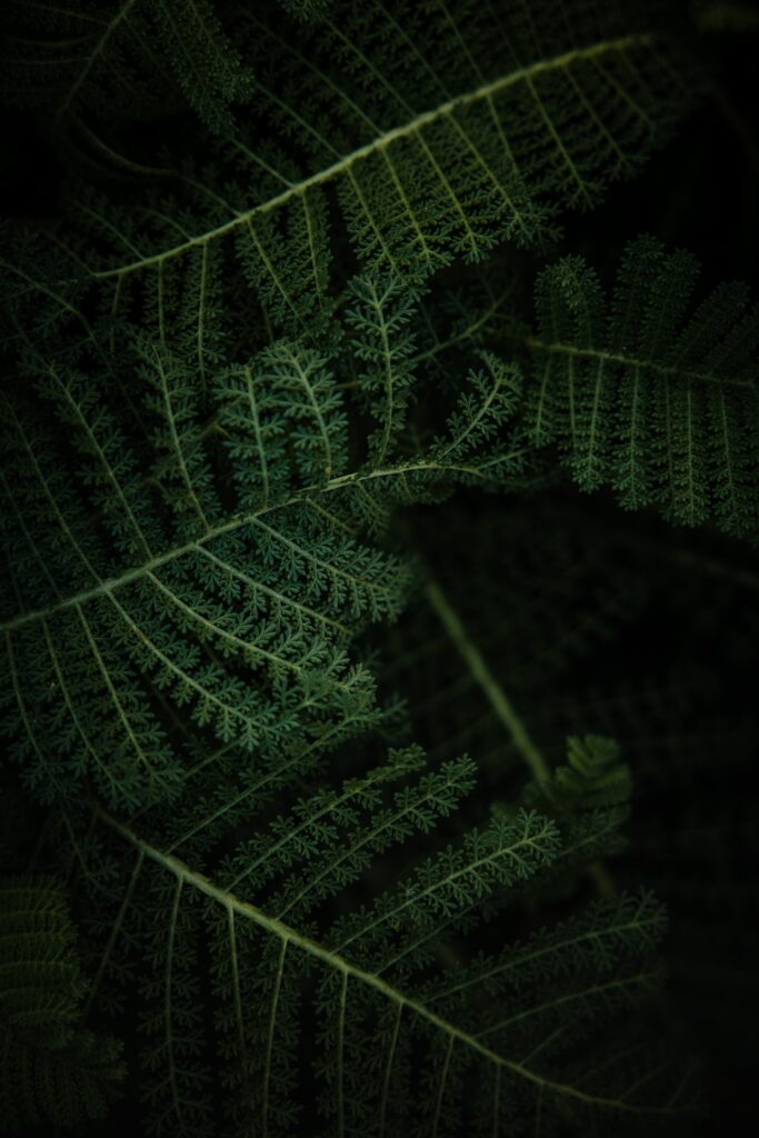 Intricate Green Fern Macro: Lush Nature Wallpaper Background