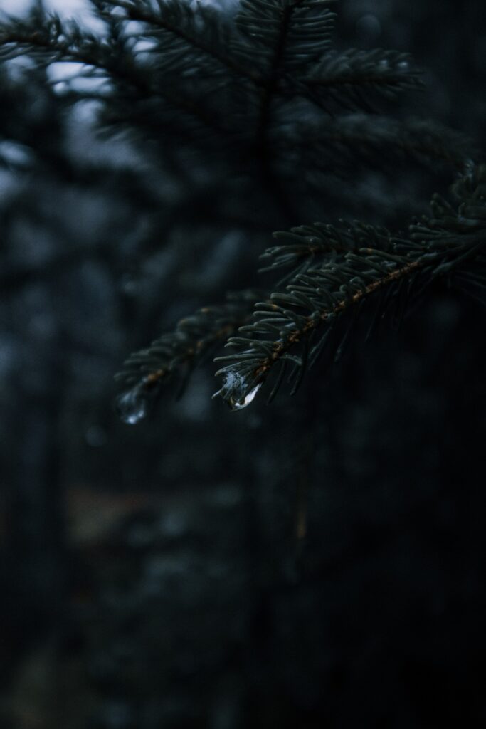 Macro Shot of Spruce Branches with Water Droplets - Dark Green Wallpaper