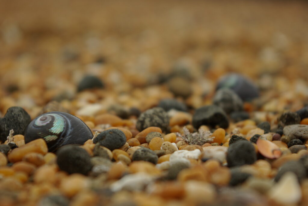 Macro Stones & Shells: Soft Blur Sandy Surface Wallpaper Background