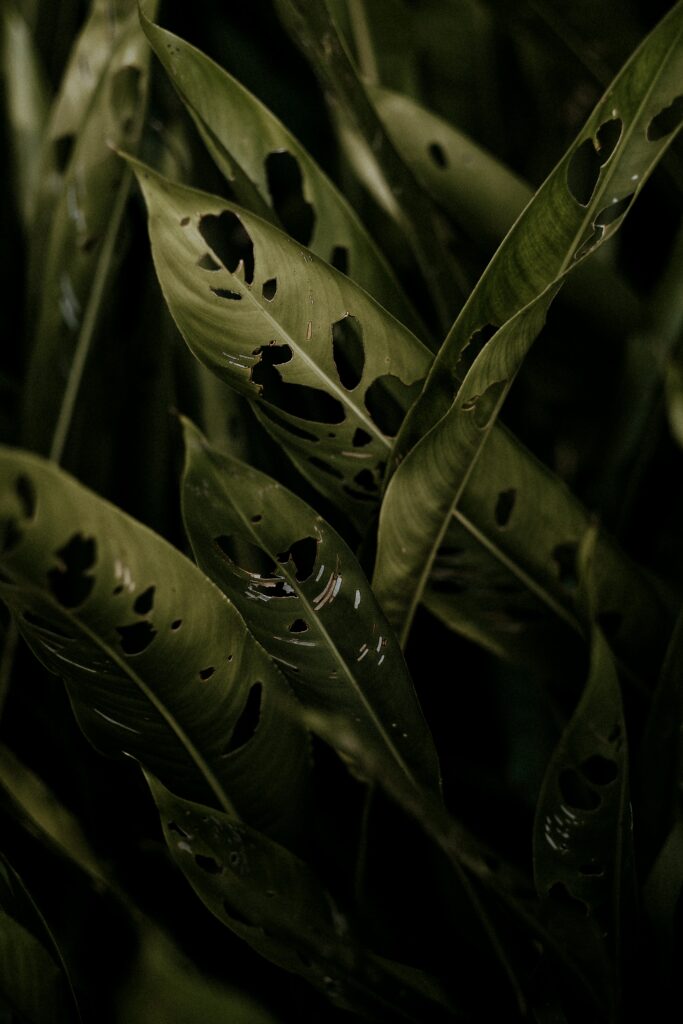 Intricate Tropical Plant Leaves Macro - Natural Patterns Wallpaper