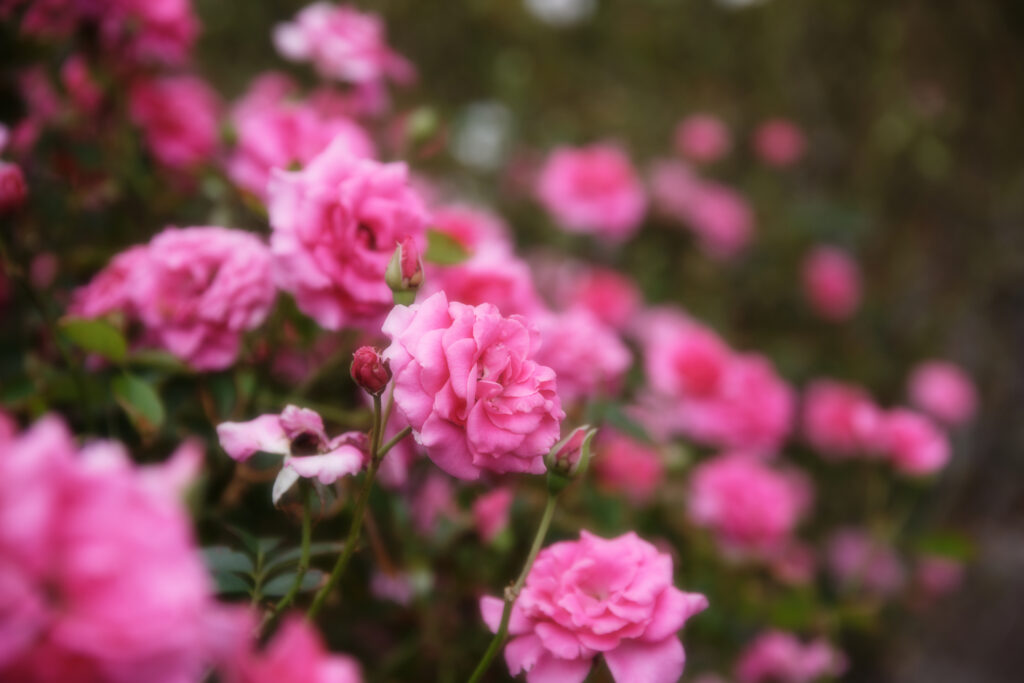 Vibrant Pink Roses Macro Wallpaper - Elegant Floral Background