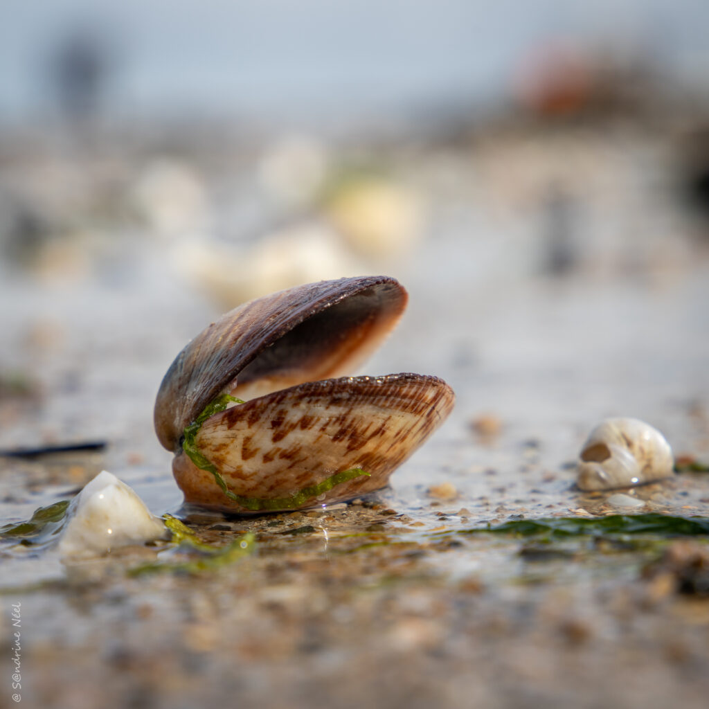 Close-Up Macro of Wet Seashell on Sandy Shore - Wallpaper Background
