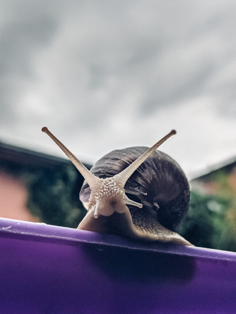 Close-Up Macro Shot of Snail Shell & Antennae - Nature Wallpaper
