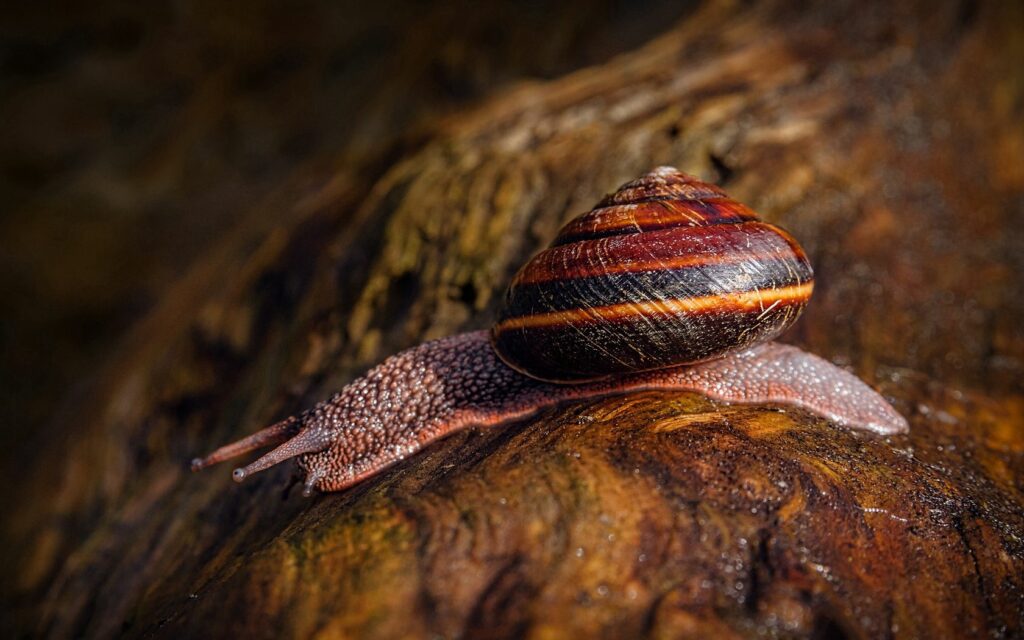 Macro Snail on Textured Stone - Earthy Tones Wallpaper