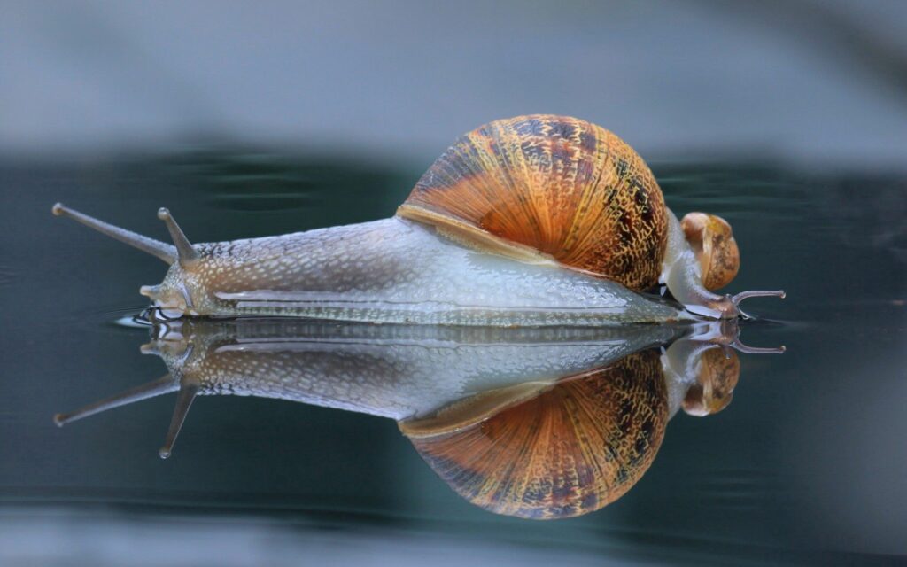 Macro Snail Close-Up: Beautiful Shell Reflection on Smooth Surface Wallpaper