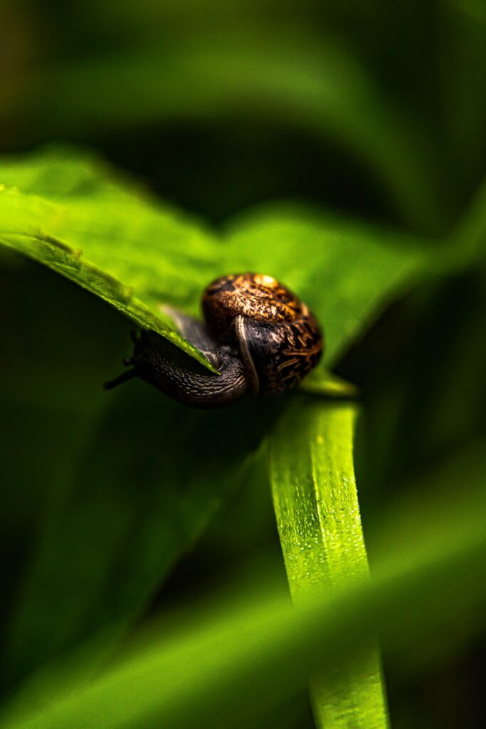 Macro Shot of Snail on Green Leaf - Intricate Shell Details Wallpaper