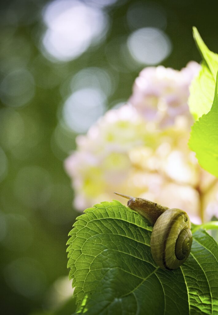 Macro Shot of Snail on Green Leaf - Lush Nature Wallpaper Background