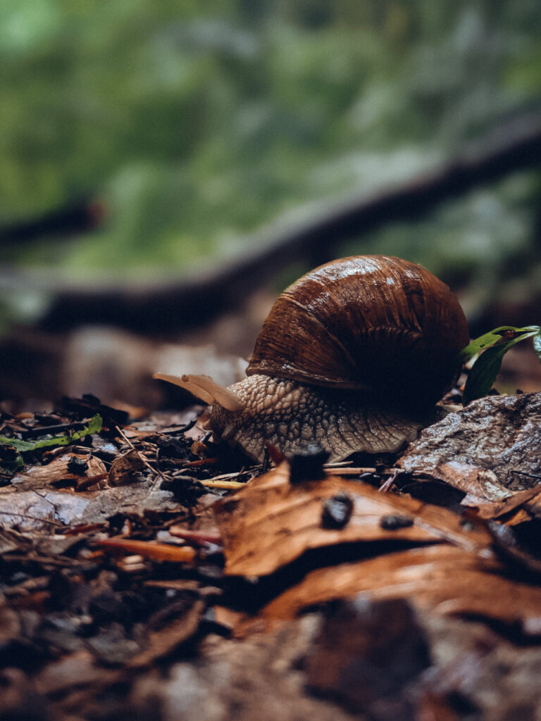 Macro Snail with Detailed Shell on Leafy Forest Floor - Wallpaper