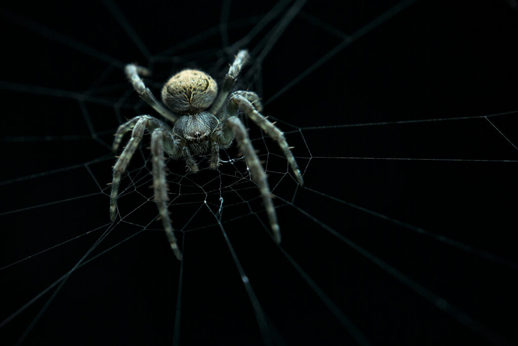Macro Spider Close-Up on Intricate Web - Dark Ambient Wallpaper