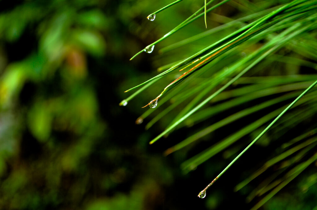 Macro closeup of water drops on spruce needles with vibrant green foliage and soft background Wallpaper