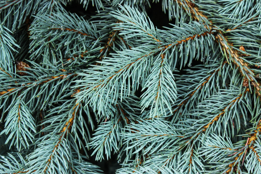 Macro Spruce Branches with Sharp Needles - Nature Wallpaper Background