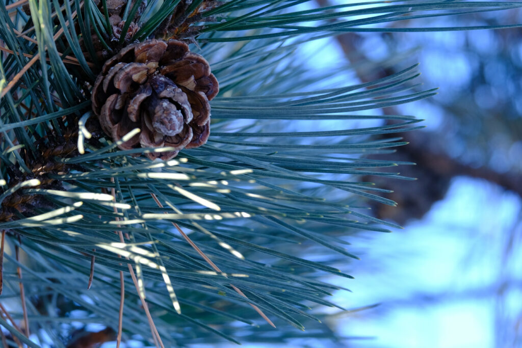 Macro Spruce Tree Wallpaper: Textured Cone & Green Needles