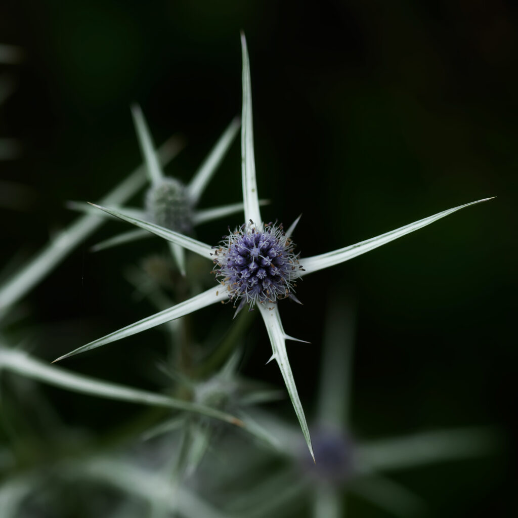 Stunning Thistle Macro: Sharp Leaves & Purple Center Wallpaper
