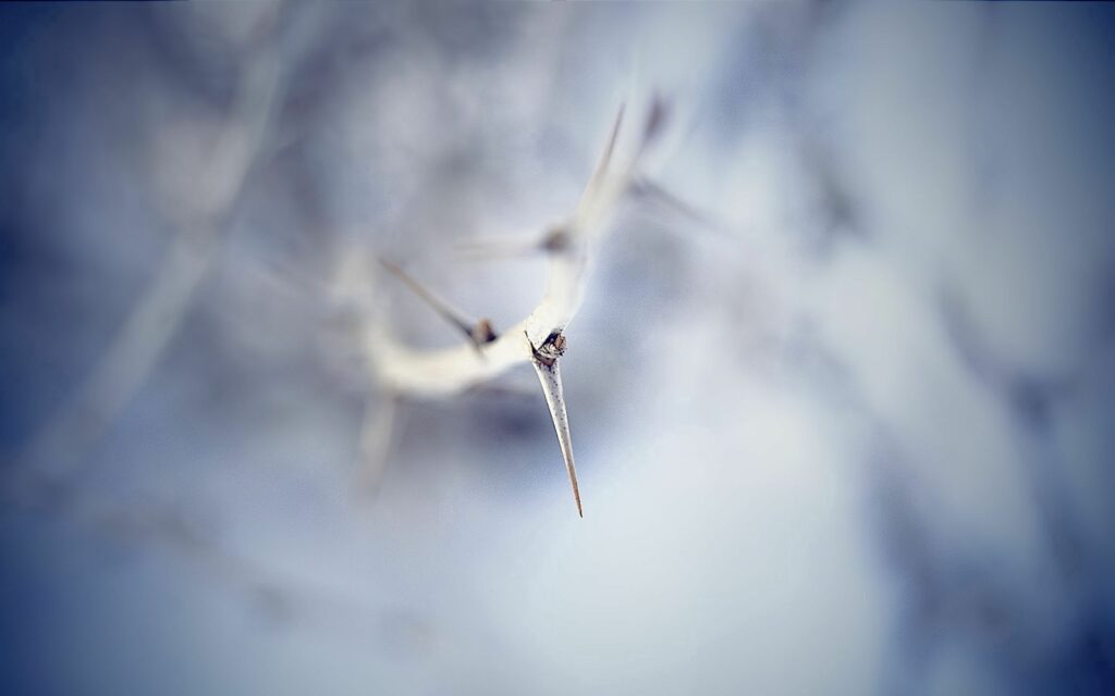 Macro Thorn Close-Up: Sharp Details Against Blurred Wallpaper Background
