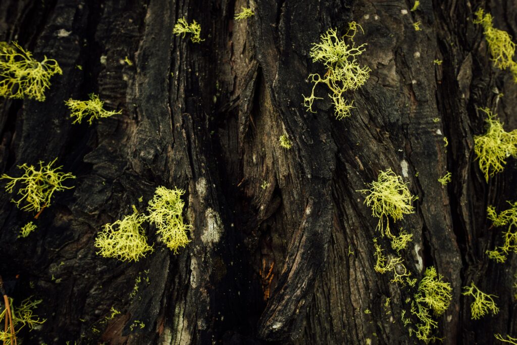 Vibrant Green Moss on Tree Bark: Macro Wallpaper Background