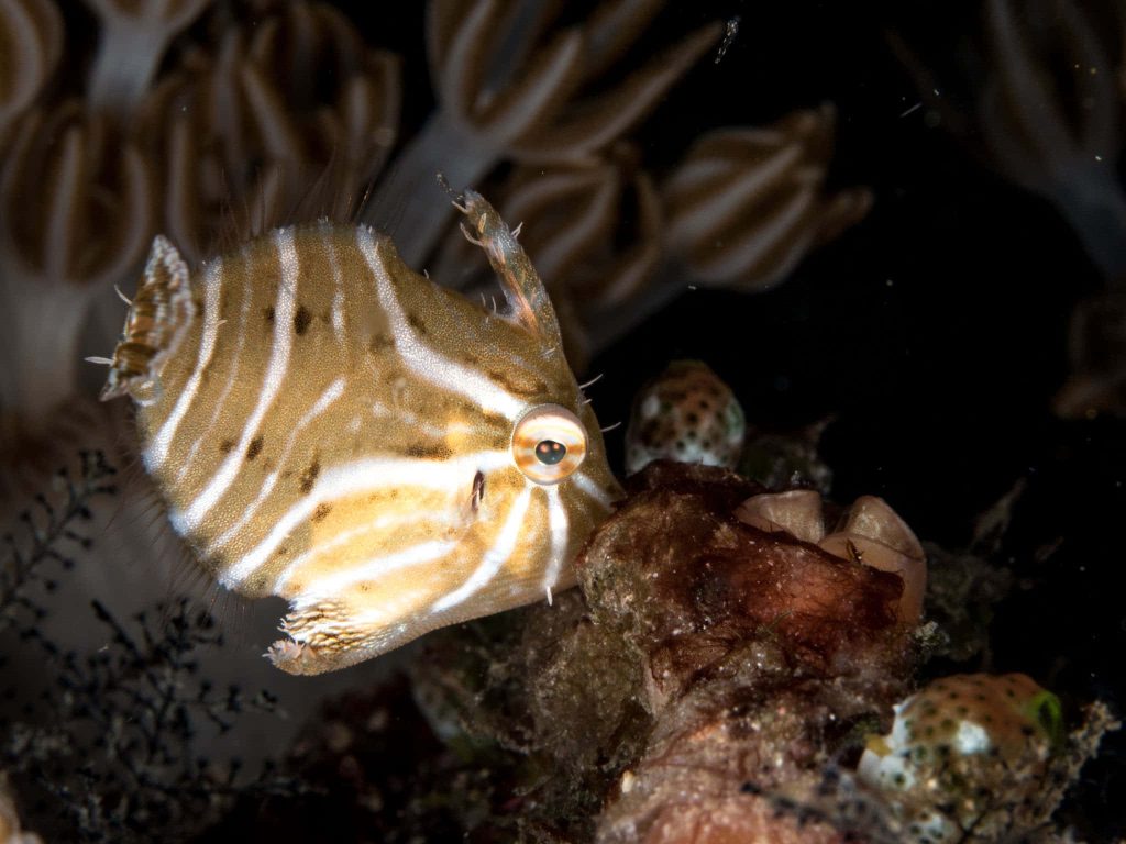 Macro underwater image of a striped tan and white Filefish with prominent dorsal spine on dark background Wallpaper