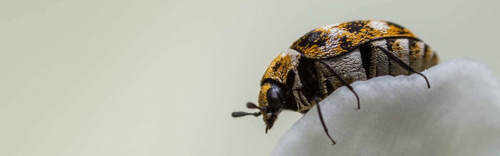 Macro shot of Varied Carpet Beetle with orange white black patterns on pale surface close-up Wallpaper