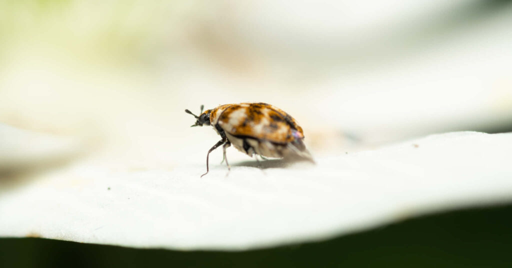 Macro close-up of Varied Carpet Beetle on white surface with distinct mottled brown patterns Wallpaper