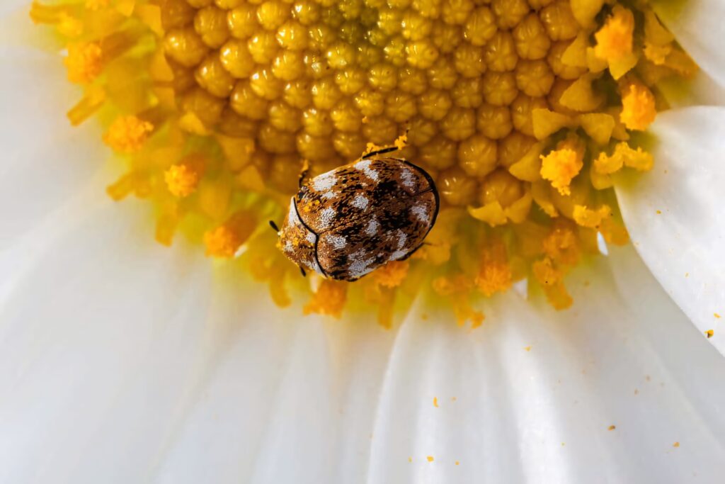 Macro close-up of Varied Carpet Beetle on yellow daisy center with detailed pollen and petals Wallpaper