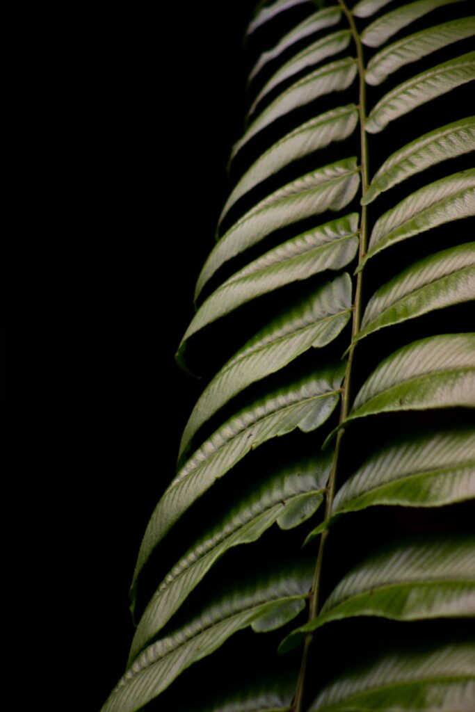 Macro Close-Up of Vibrant Green Fern Leaf - Wallpaper Background