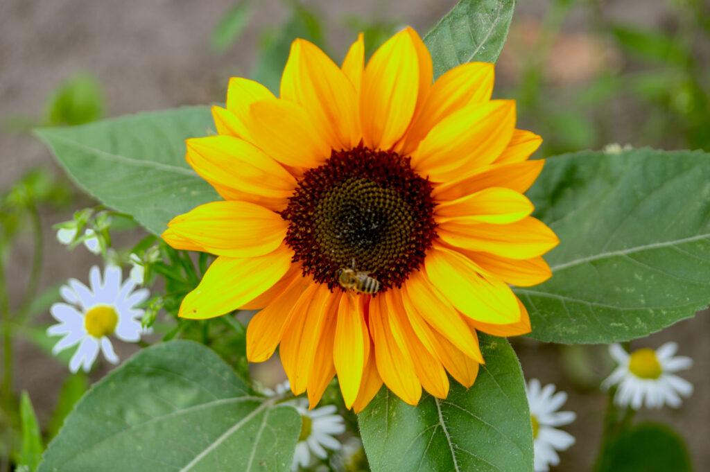 Macro Yellow Sunflower with Bee & Green Leaves - Vibrant Wallpaper