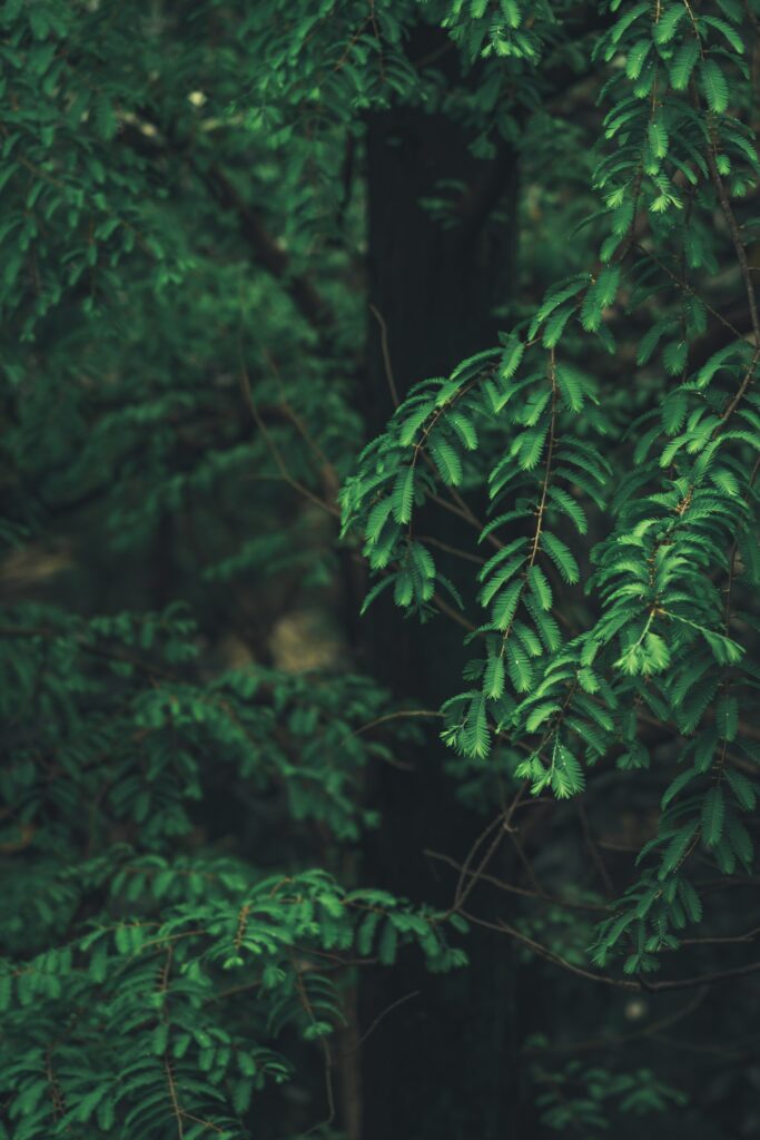Macro Close-Up of Green Tree Branches and Needles - Nature Wallpaper
