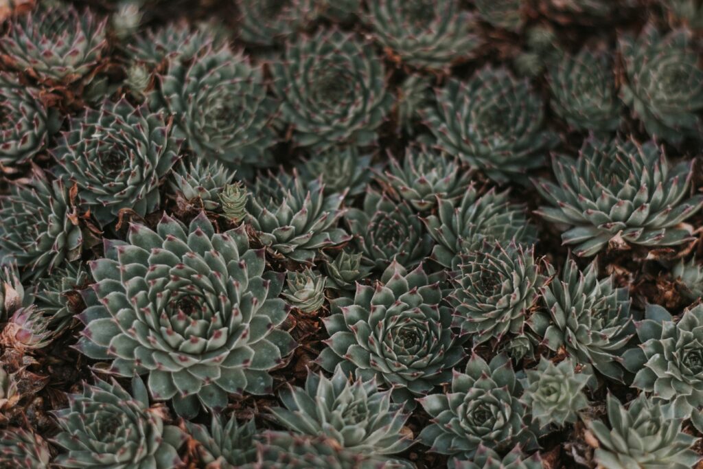 Macro Green Succulent Plants Wallpaper - Detailed Leaf Patterns