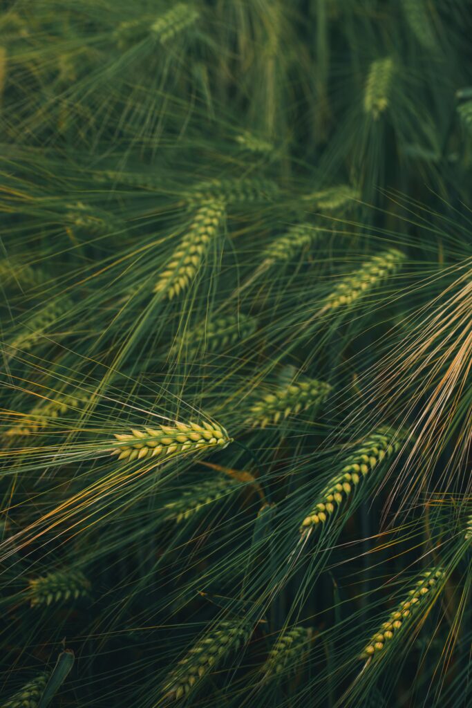 Macro Close-Up of Lush Green Wheat Plants - Nature Wallpaper