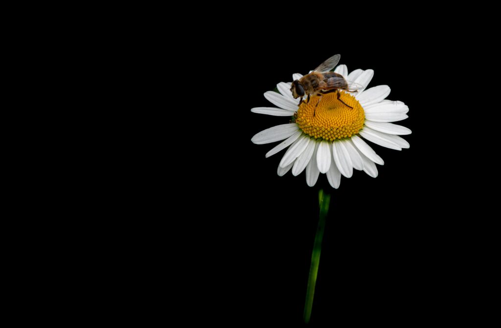 Macro Wallpaper: Bee on Vibrant Chamomile Flower - Black Background