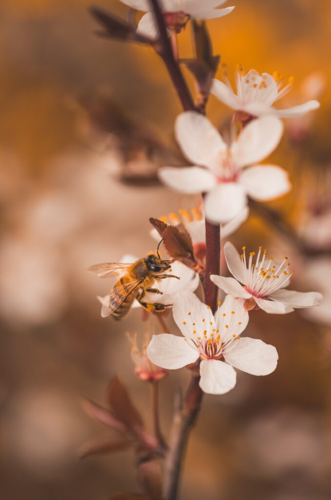 Bee on Cherry Blossoms: Macro Wallpaper with Soft Focus Beauty