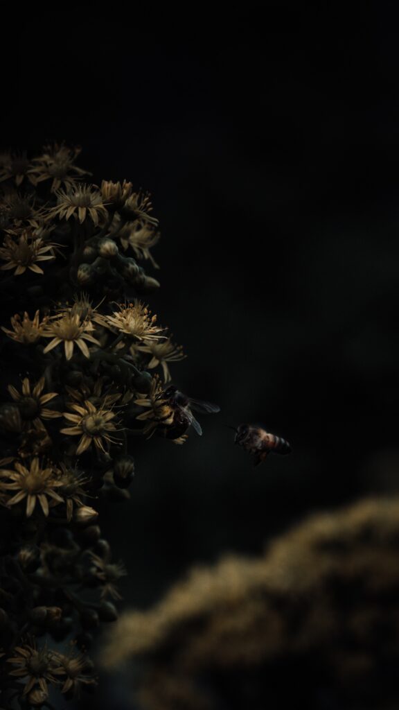 Dark Floral Insect Wallpaper: Bees Pollinating Delicate Blooms