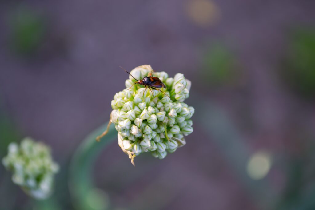 Macro Wallpaper: Beetle on White Flowers with Blurred Background