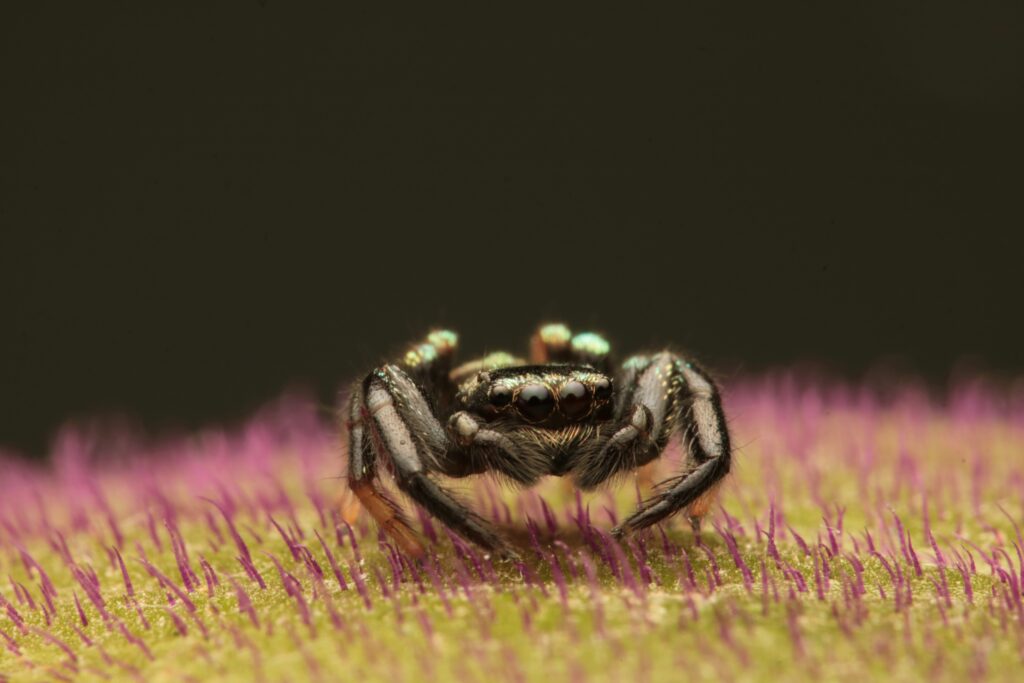 Macro Wallpaper: Black Spider on Textured Colorful Background
