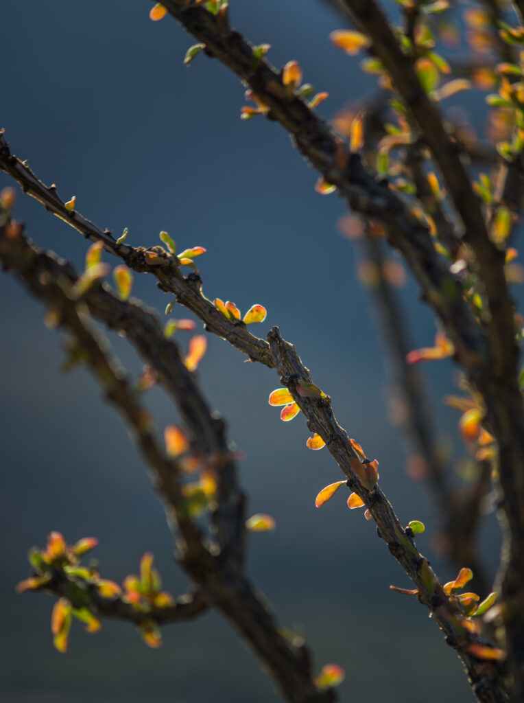 Macro Wallpaper: Close-Up of Budding Tree Branches in Soft Blur