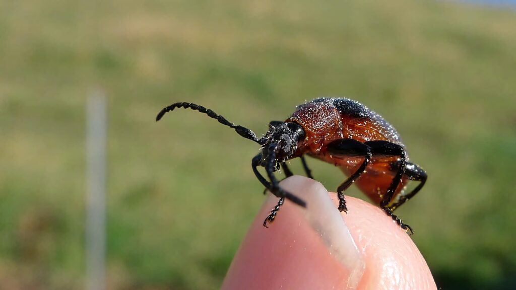 Macro close-up of glossy darkling beetle on fingertip with textured shell and green background Wallpaper