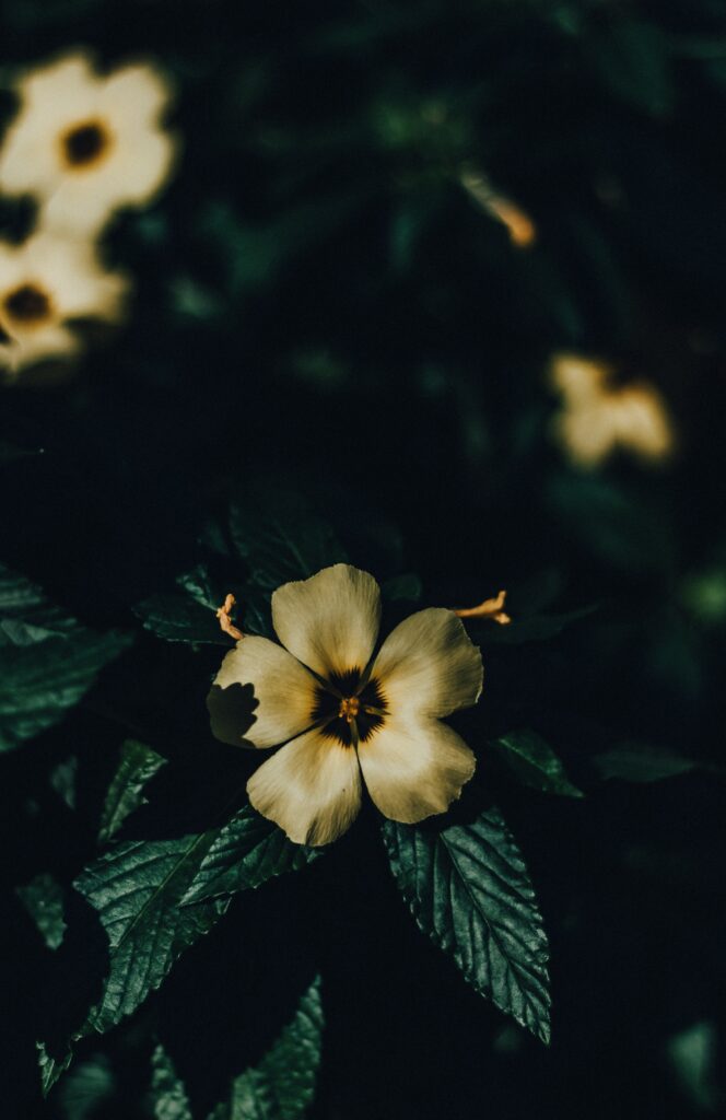 Macro Flower Wallpaper: Intricate Bloom & Play of Light