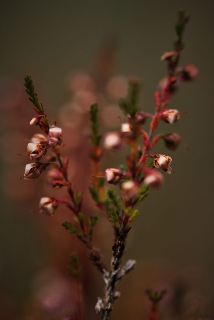 Delicate Plant Branches Macro Wallpaper: Nature's Intricate Beauty