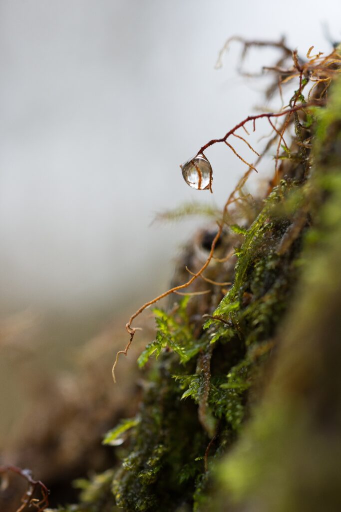 Macro Wallpaper: Delicate Roots & Moss with Glistening Water Droplet