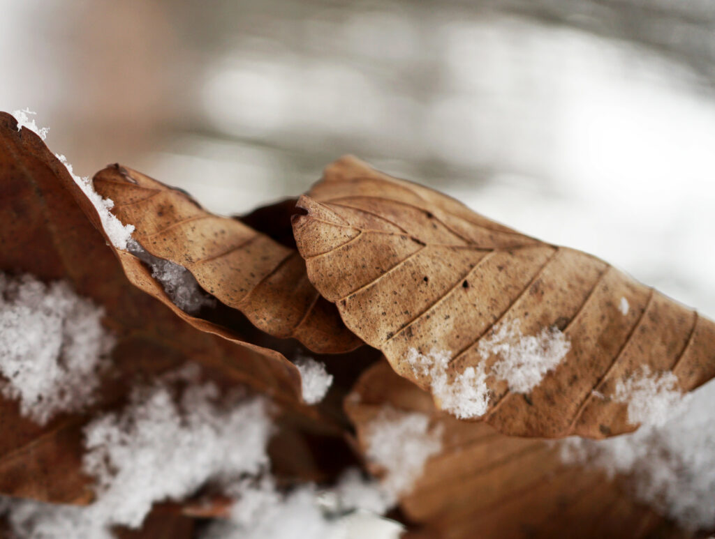 Macro Photo: Snow-Dusted Brown Leaves - Nature Wallpaper Background