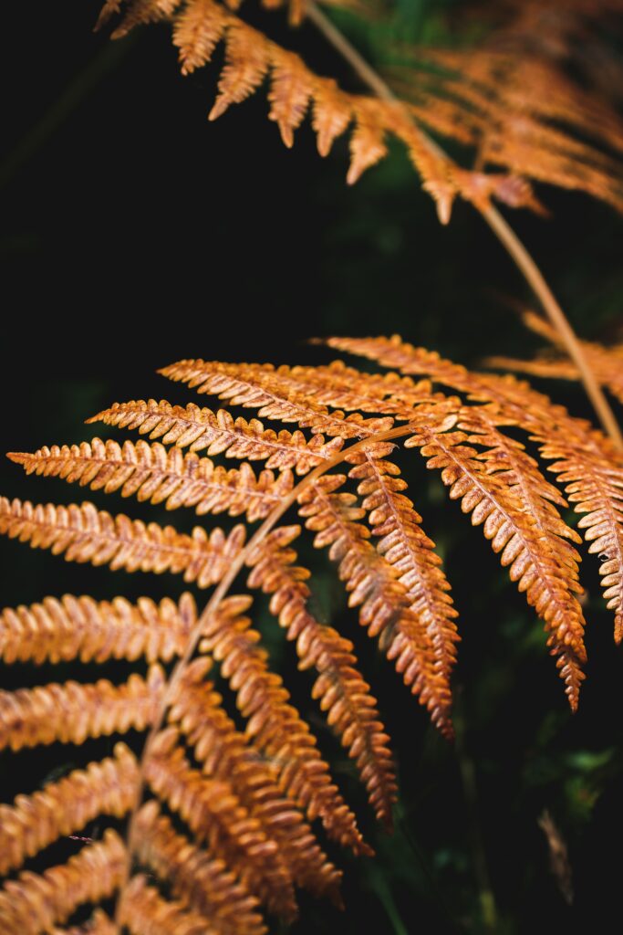 Close-Up Macro Wallpaper of a Textured Dry Fern on Dark Background