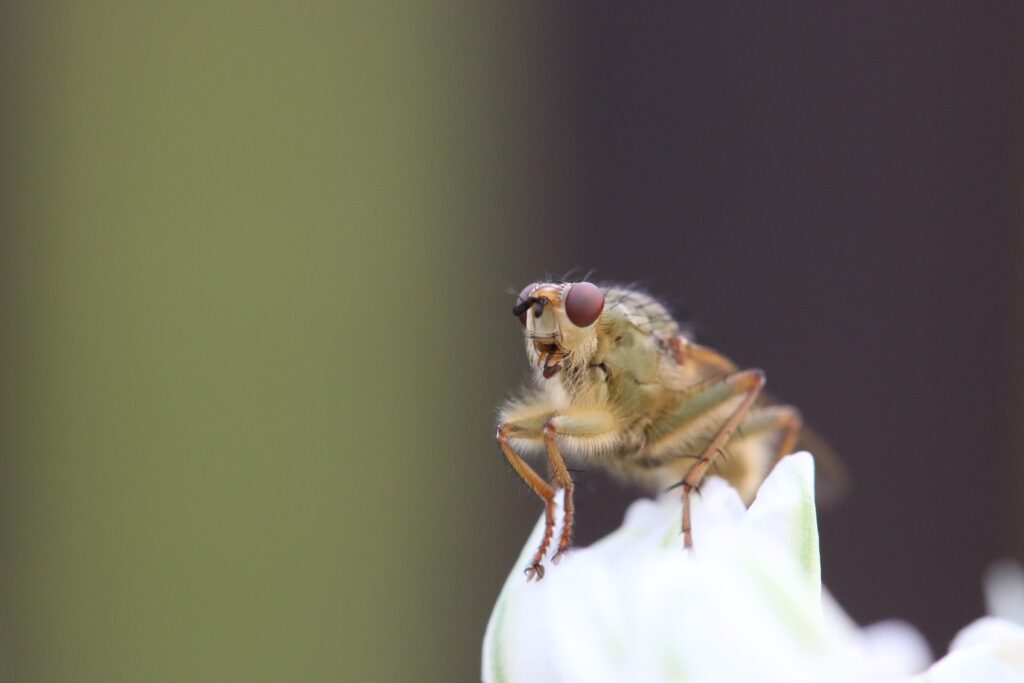 Macro Fly on White Flower: Vibrant Wallpaper Background