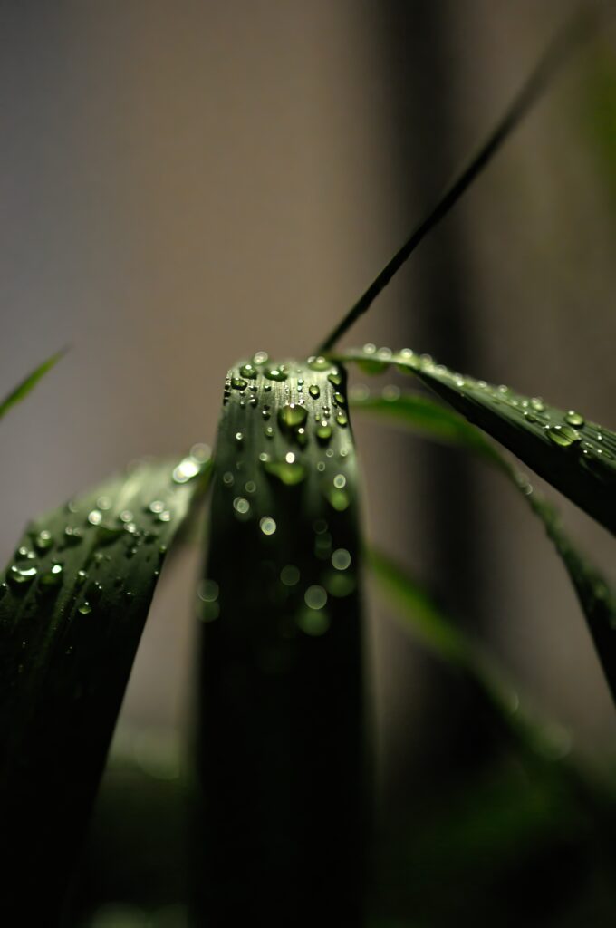 Serene Macro Wallpaper: Dewy Grass Blades Close-Up Background