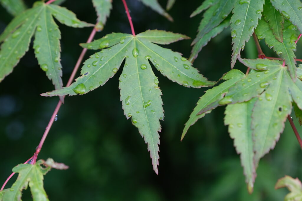 Macro Wallpaper: Green Leaves with Water Droplets & Red Stems