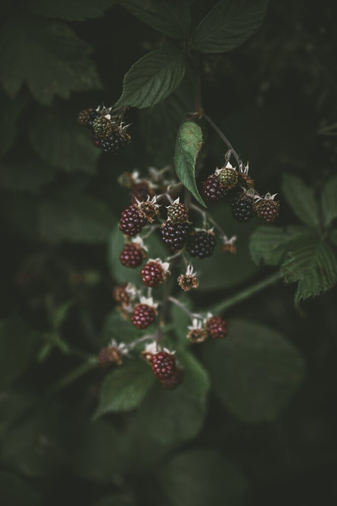 Macro Wallpaper: Blackberries & Raspberries Amid Lush Green Leaves
