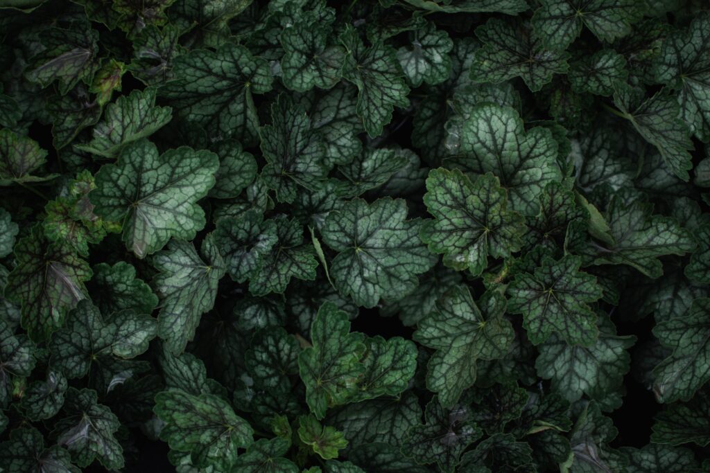 Macro Wallpaper: Lush Green Leaves with Intricate Veins & Texture