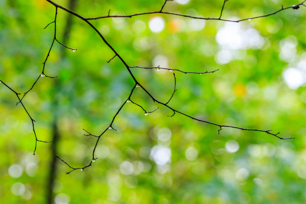 Macro Close-Up: Raindrops on Tree Branch - Nature Wallpaper Background
