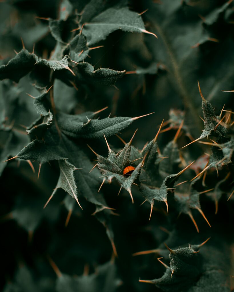 Macro Wallpaper: Vibrant Ladybug on Dark Green Spined Leaves