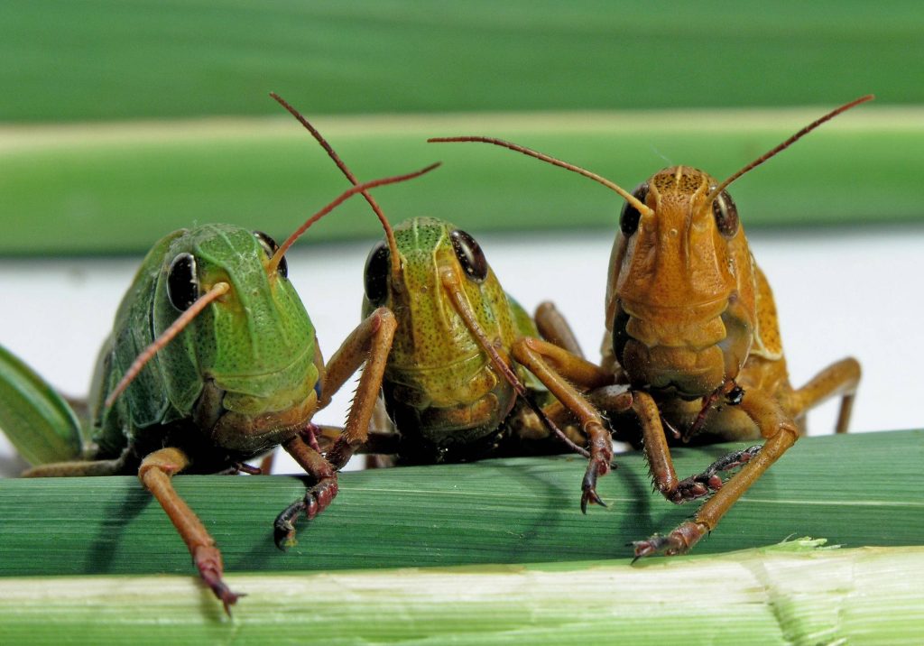 Macro wallpaper of three green and brown grasshoppers on green reeds close-up nature background