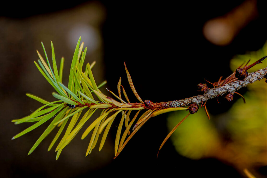 Close-Up Macro Wallpaper of Vibrant Green Pine Needles on Dark BG