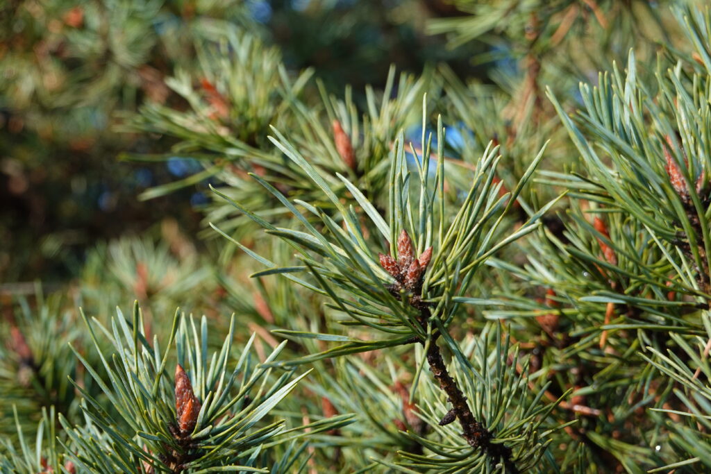 Vibrant Green Spruce Tree Macro Wallpaper – Detailed Nature Background